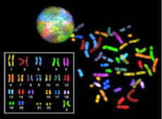 https://upload.wikimedia.org/wikipedia/commons/thumb/3/35/Sky_spectral_karyotype.png/250px-Sky_spectral_karyotype.png